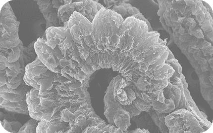 膨張黒鉛【加熱膨張後のSEM写真】